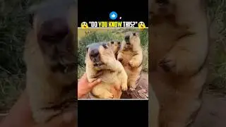 cute Marmot 😨 #facts #shorts #shortsfeed