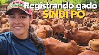 Registrando e DESCLASSIFICANDO gado Sindi PO - Visita técnica da ABCZ