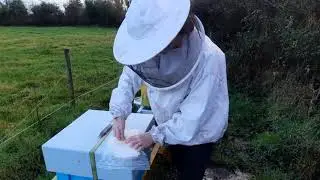 Feeding bees with fondant