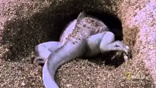 World's Deadliest   Hawk Attacks Iguana