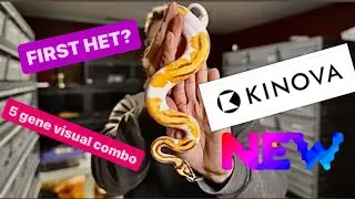 SNAKE  UNBOXING - FROM KINOVA -  MY FIRST HET ?!?  5 gene visual with HET Ball Python