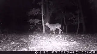 Cain cam 210902 Deer++