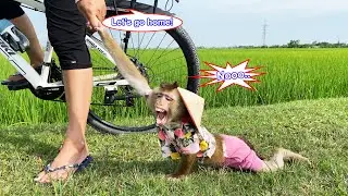 Monkey Lyly hesitated to go home because she was busy playing in the field.