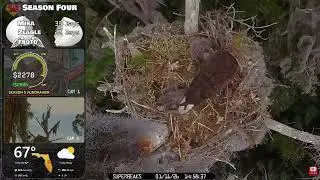 Central Florida Bald Eagle Live Cam Muhlady & Pepe  1/11/2025 Fish delivery/feeding Zeagle