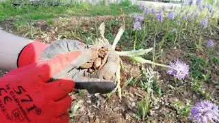 Orchis italica salep nasıl yetişir
