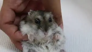A dwarf hamster has impacted right cheek pouch Part 1/2