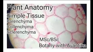Plant Anatomy Overview