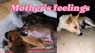A Mother’s Feelings ❤️  The Pure Love of a Dog Mom