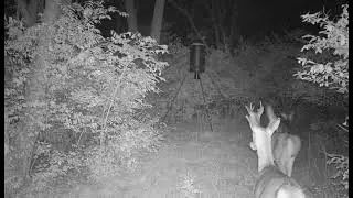 Cam2 Sept 28 23 &rlm;&lrm;1205 AM #sek #kansas #buck #trailcamera
