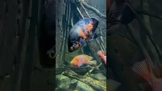 The Most Colorful Freshwater Fish 🤩 Vieja Melanura aka Redhead Cichlid 🔥