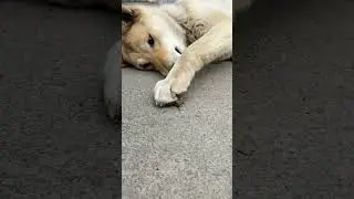 mongrel dog Bonnie vs wasp 🐕&zwj;🐝
