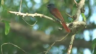 Amur Paradise Flycatcher's alarm call