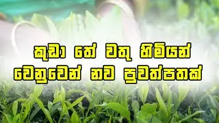කුඩා තේ වතු හිමියන් වෙනුවෙන් නව පුවත් පතක් එළිදක්වයි New tabloid paper launching