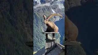 #ytshorts #shorts #animals #shorts #facebook