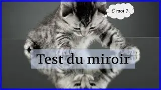 Le Test Du Miroir ! V&eacute;ritable reflet de la conscience animale ?