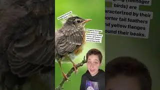 What to do when you find an injured bird.