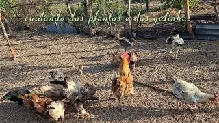 Cuidando das plantas e das galinha 🐔 