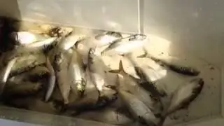 RI's Providence River Best Striper Bait Fresh Pogies Menhaden RI's Bait Shop Ocean State Tackle