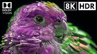 OLED Test Demo | Stunning 4K HDR 60fps Dolby Vision Video | Ultra HD Display Test for 8K & 4K TVs