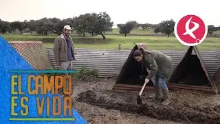 Chabeli tiene que desaguar el corral de las cabras | El campo es vida