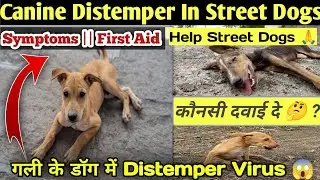 Canine Distemper In Street Dogs || CD - Virus In Street Dogs || गली के डॉग में Distemper की दवाई 🚨
