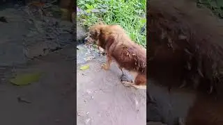 WHEN YOU FEED A STRAY YOU'RE NOT JUST FILLING A BOWL YOU'RE SAVING A LIFE...