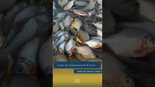 Juvenis de Tambatinga