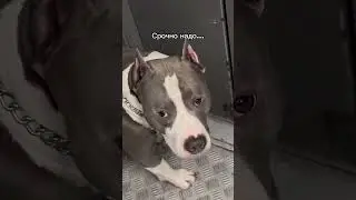 КТО ЗАСТРЕВАЛ В ЛИФТЕ ??? 🧐🧐🧐 #pitbull