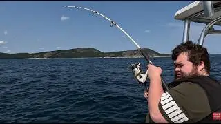 Fish and Brewis: Traditional Newfoundland Cuisine | Catch, Clean, and Cook Codfish!