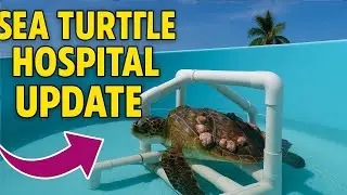 Real Footage Tour the Turtle Hospital Unbelievable Recoveries of Injured Sea Turtles#SeaTurtleRescue