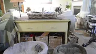 Muttville Senior Dog Rescue PSA: Flower & Judy