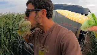 Can You Eat Sweet Corn RAW???