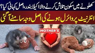 Lonely Monkey Finds Comfort in Toy &ndash; The Real Story Behind the Viral Video | News One Plus