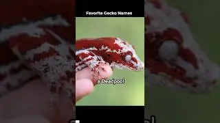 We have a name for my favorite holdback of all time 😬 #redgargoylegecko #gargoylegecko