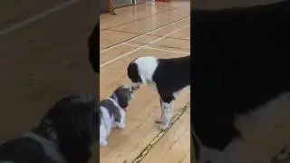 5 dogs on set!? | Filming Dog Squad | BTS | CBeebies