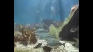 Визит в Бергенский аквариум/A visit to the Bergen Aquarium