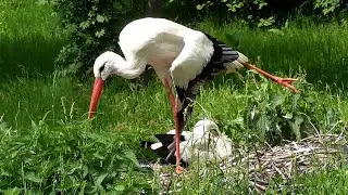 A meadow full of white storks, Bill Clapping