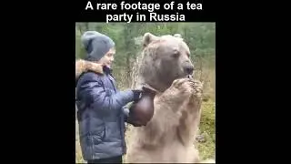 rare footage of bear drinking tea
