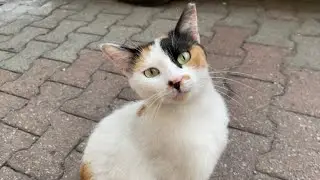 Sweet cats and Kittens living on the street. I gave them food. 🐈🥰
