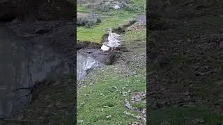ВОДЯНЫЕ ПЕРСОНАЛИ НА МОЕЙ ФЕРМЕ
