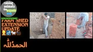 Farm Shed Extension Update 👷&zwj;♂️🐐🐃 #FarmLife #Farming #Livestock #agriculturelife