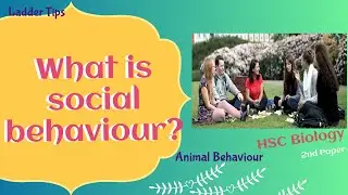 What is social behaviour? | Animal Behaviour | HSC Biology | Ladder tips
