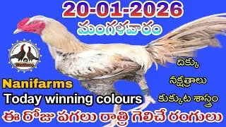 20 January 2026 Today winning colours//Nanifarms colourupdate channel //kukkutasastram telugu 