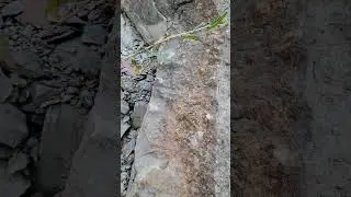 A layer of marine fossils in shale.