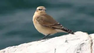 Каменка обыкновенная (Oenanthe oenanthe)
