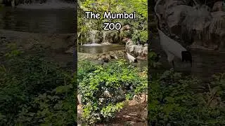 The Mumbai Zoo #zoo #birds