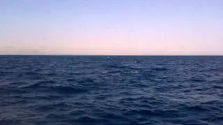 pygmy killer whale in gouna bayout water.....