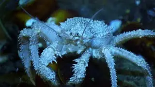 The Strangest Predators Found 4,500m Below the Surface