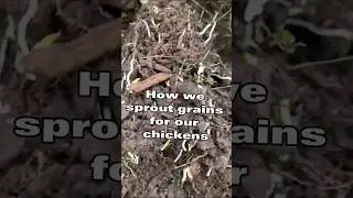 Simple sprouting wheat for chickens in a deep litter bedding system