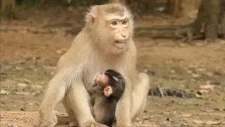 Mom Rose Free Baby Rex Hug and Carry Everywhere Without Force Him For  Learn Lesson To Walk Around.